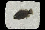 Fossil Fish (Cockerellites) - Wyoming #158579-1
